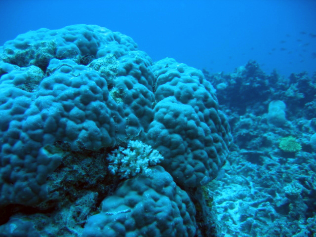 PortDouglasDive 324.JPG