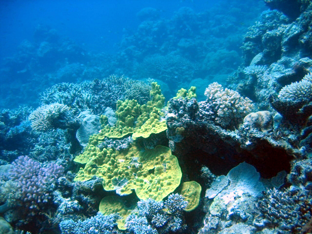 PortDouglasDive 327.JPG
