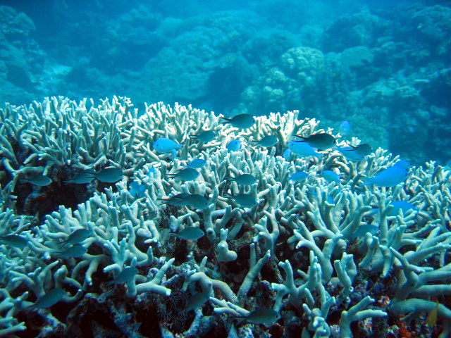 PortDouglasDive 328.JPG