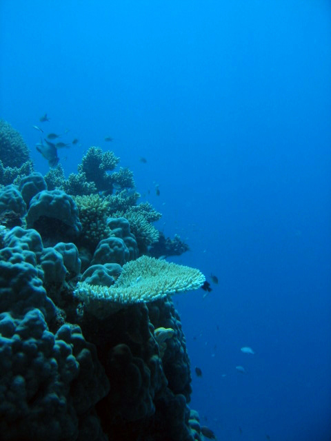 PortDouglasDive 335.JPG