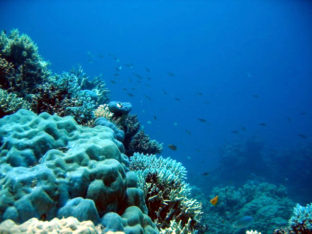 PortDouglasDive 336.JPG