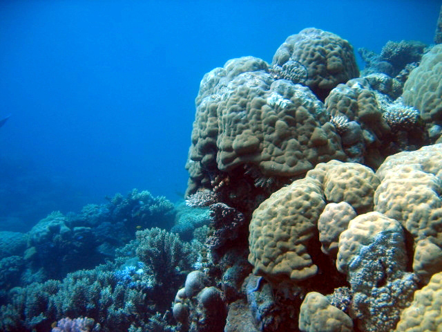 PortDouglasDive 342.JPG