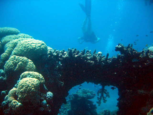 PortDouglasDive 345.JPG