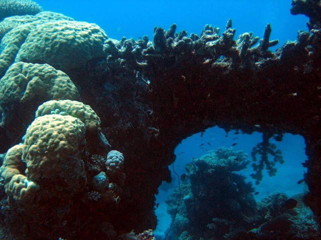 PortDouglasDive 346.JPG