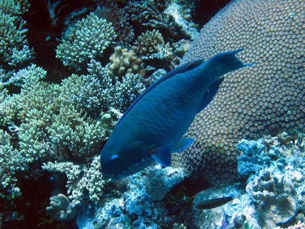 DiveCairnsOct05 042.jpg