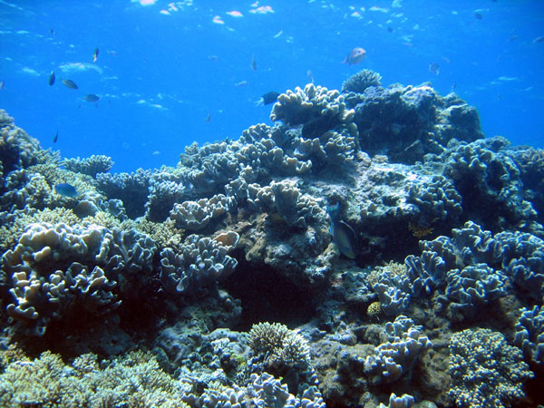 DiveCairnsOct05 047.jpg