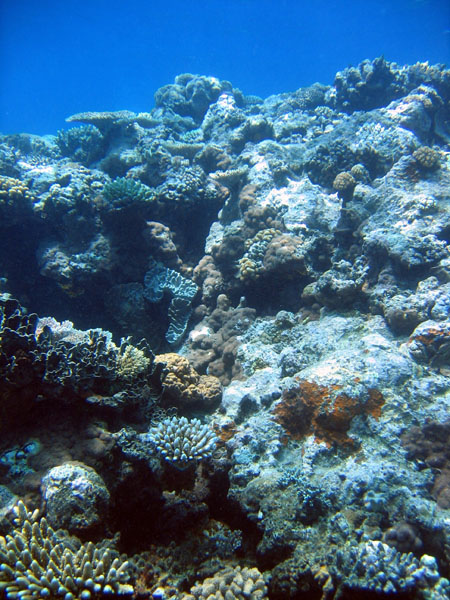 DiveCairnsOct05 049.jpg