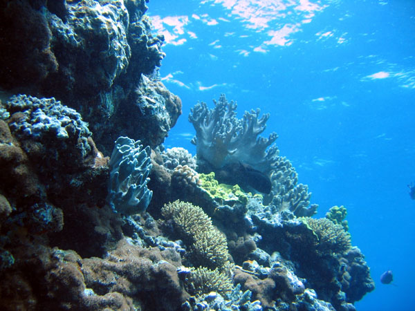 DiveCairnsOct05 054.jpg