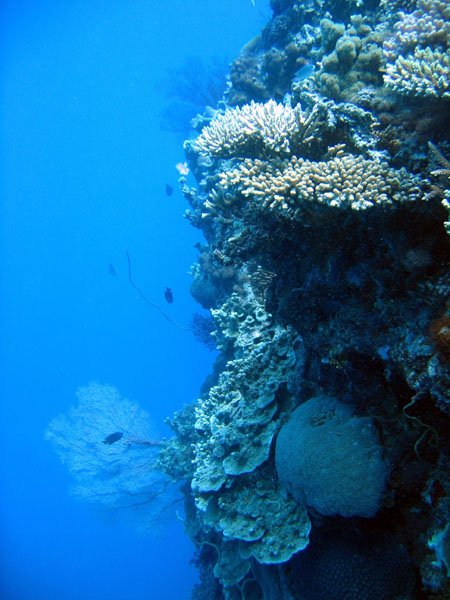 DiveCairnsOct05 060.jpg