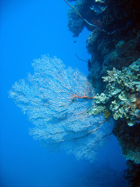 DiveCairnsOct05 061.jpg