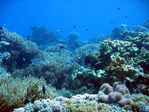 DiveCairnsOct05 081.jpg