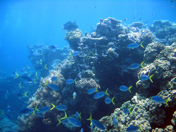 DiveCairnsOct05 095.jpg