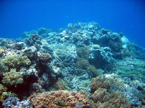 DiveCairnsOct05 102.jpg