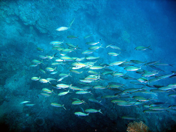 DiveCairnsOct05 108.jpg