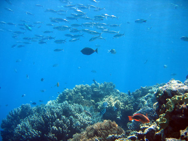 DiveCairnsOct05 114.jpg