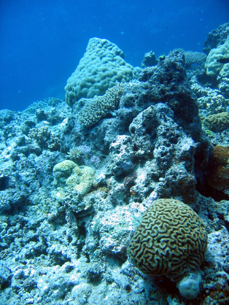 DiveCairnsOct05 118.jpg