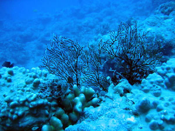 DiveCairnsOct05 123.jpg