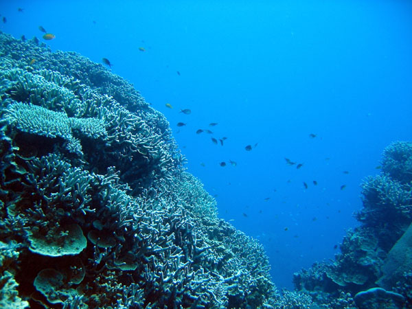 DiveCairnsOct05 165.jpg