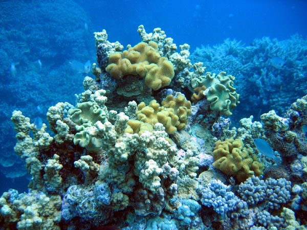 DiveCairnsOct05 169.jpg