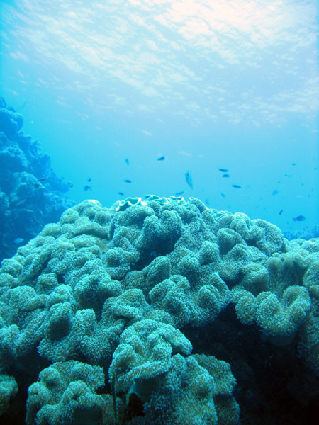 DiveCairnsOct05 172.jpg