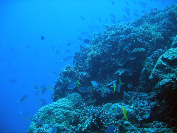 DiveCairnsOct05 173.jpg