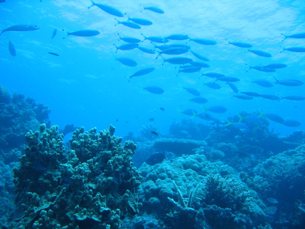 DiveCairnsOct05 182.jpg