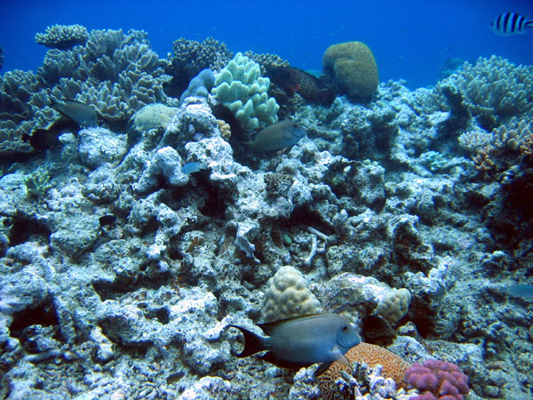 DiveCairnsOct05 214.jpg