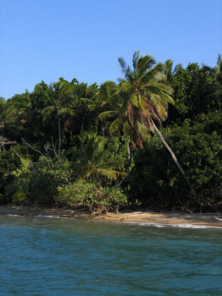 Leaning palm tree, Dunk Island