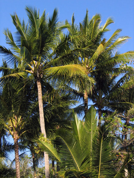 Dunk Island