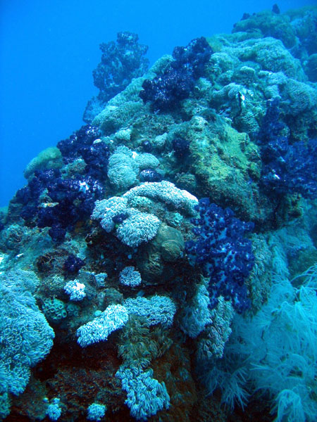 Yongala is now completely covered, mainly with soft coral