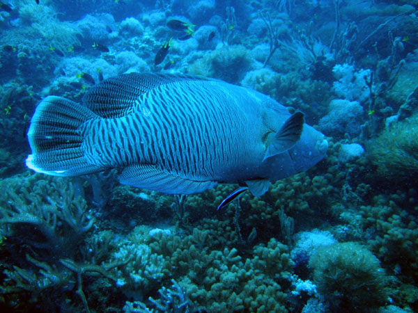 A large Napoleonfish, a type of  wrasse, swimming along the wreck of the Yongala