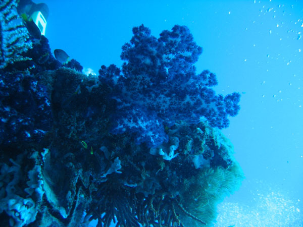 Purple soft corals, Yongala