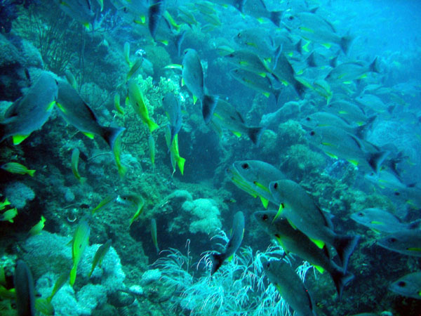 Tons of reef fish surround the Yongala