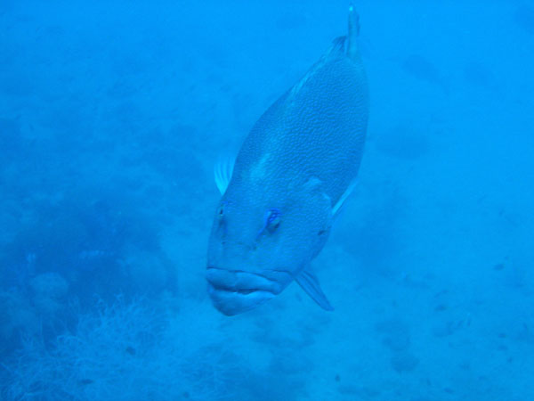 A Napoleonfish has huge lips, Yongala