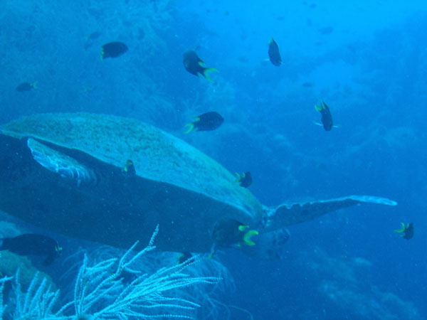 Sea turtle on the Yongala