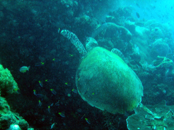 Sea turtle on the Yongala