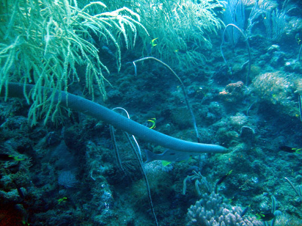 Olive Sea Snake diving