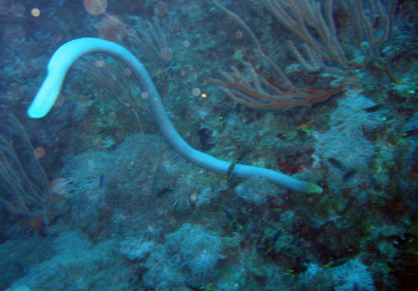Olive sea snake on the Yongala