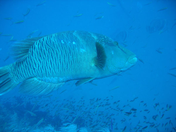 Napoleonfish, Yongala