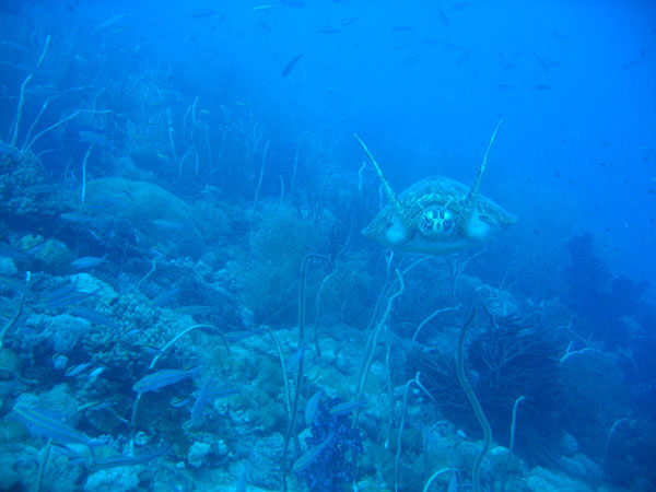 Turtle rapidly approaching, swimming with the current