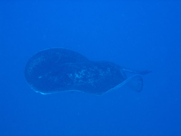 Massive bull ray approaching the stern of the Yongala