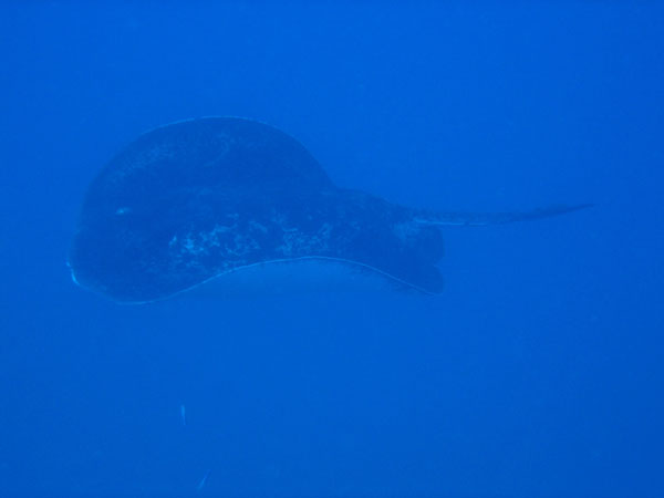 Massive bull ray approaching the stern of the Yongala