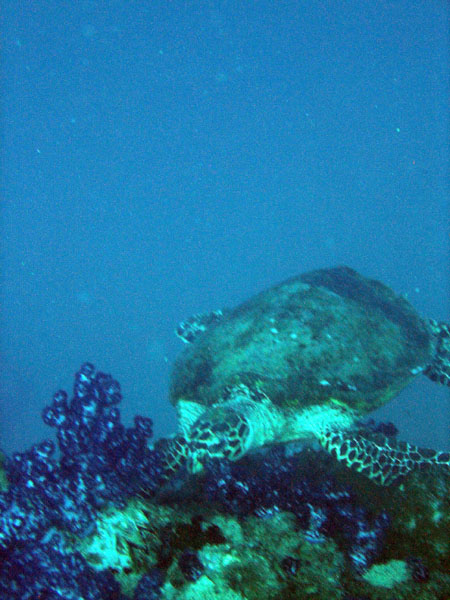 Turtle grazing on the Yongala