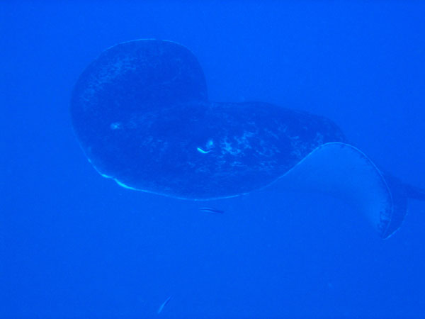 Massive bull ray approaching the stern of the Yongala