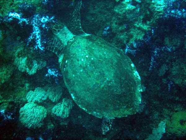 Turtle on the Yongala