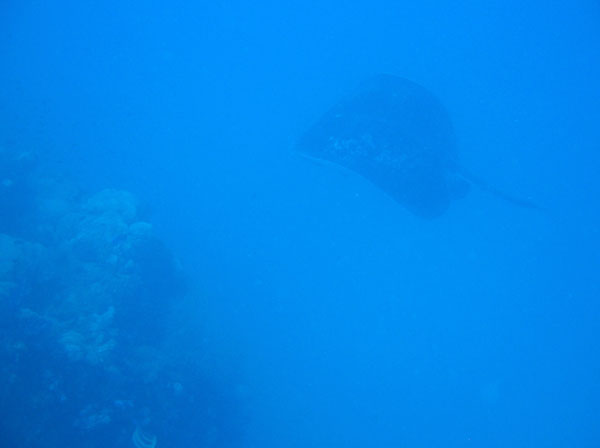 The bull ray during out ascent