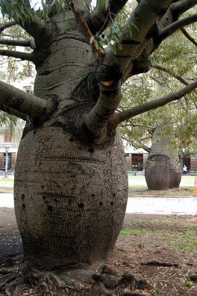 Queensland Bottle Tree, ANZAC Square
