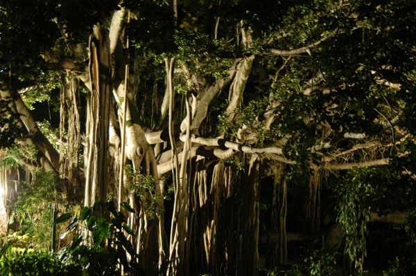 City Botanic Gardens, Brisbane