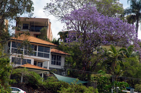 Suburban house with purple flowering tree along the Brisbane River