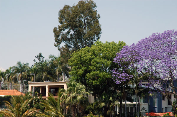Purple flowering trees in the suburbs along the Brisbane River